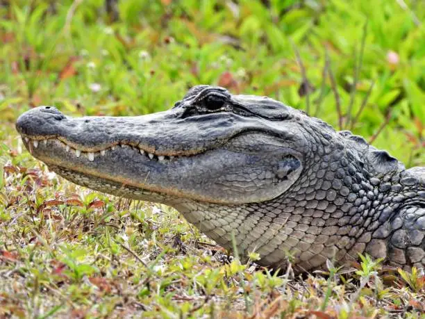 How Many Dogs are Lost to Alligators Each Year in Florida?