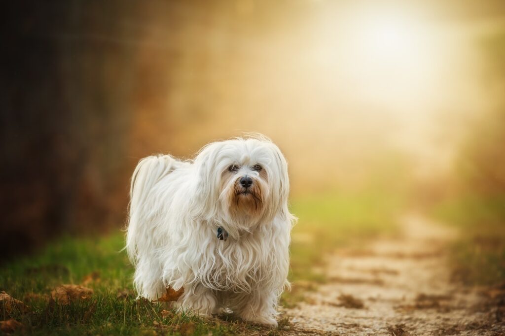 Are Havanese Good With Cats?