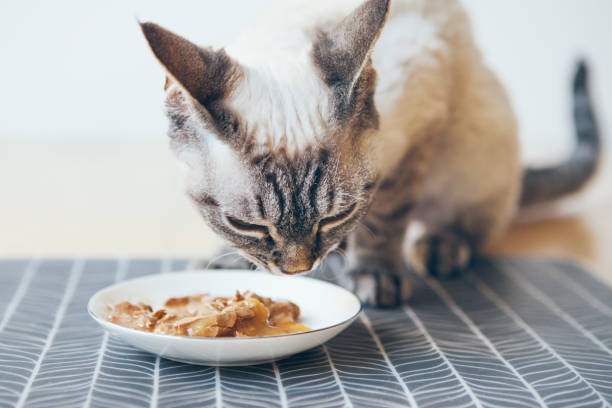 Can Cats Eat Rotisserie Chicken?