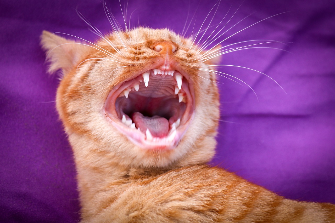 Cats Eat Without Teeth?