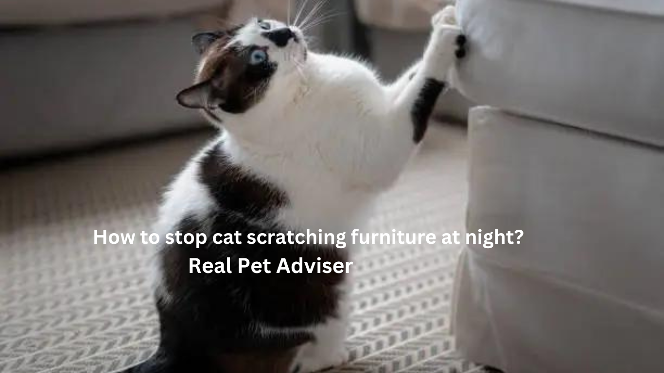How to stop cat scratching furniture at night?